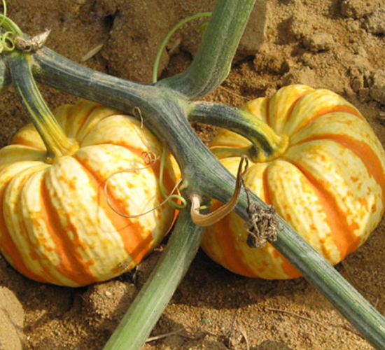 金蝶401-南瓜種子-荃銀瓜菜