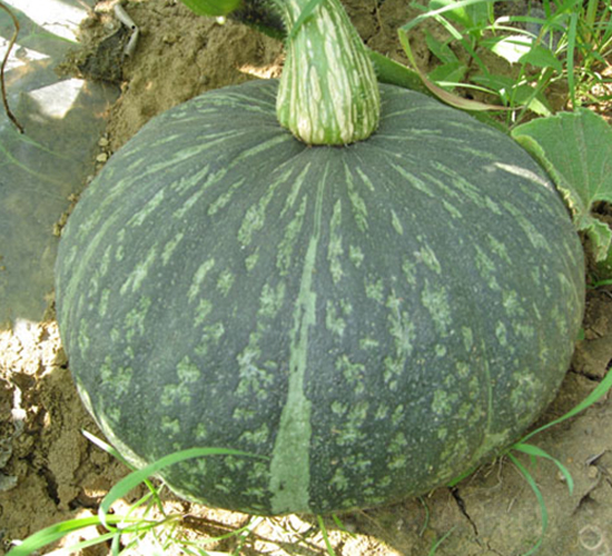 ���y�G�@-�ϹϷN��-���y�ϲ�