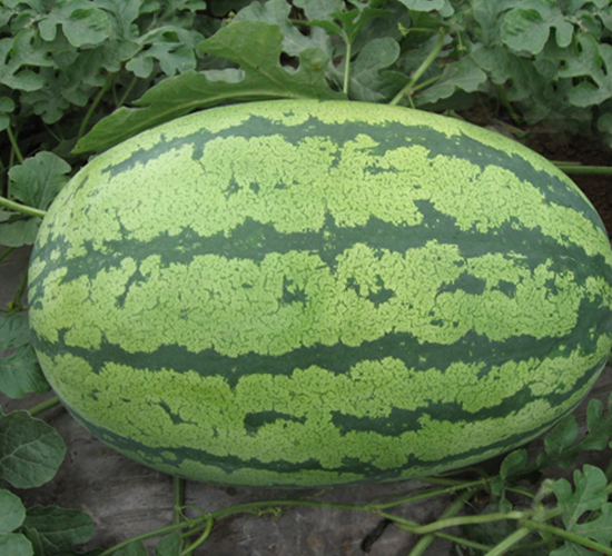 �E�A��-���ϷN��-���y�ϲ�