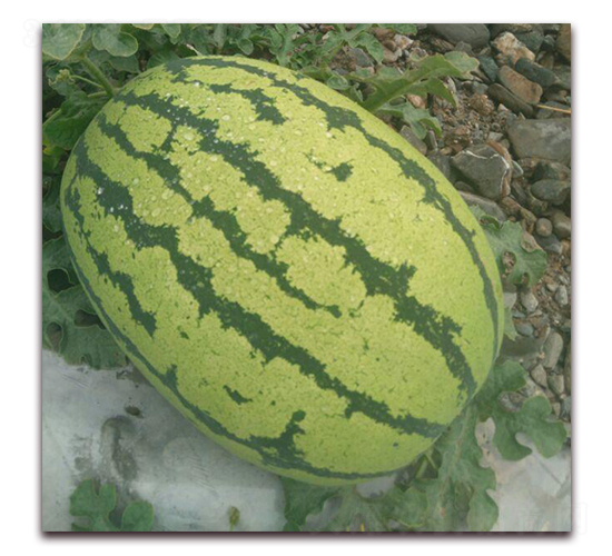 ���y��̖-���ϷN��-���y�ϲ�