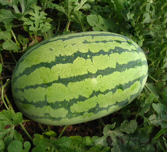 ���y�t����-���ϷN��-���y�ϲ�