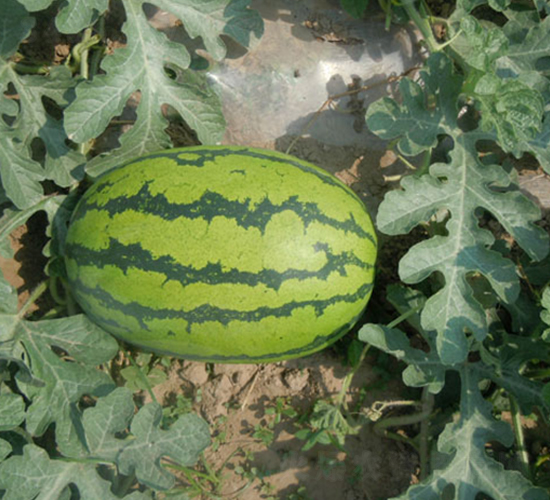 ���A�G��-���ϷN��-���y�ϲ�