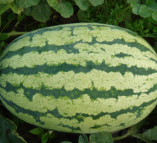 ���x���r��̖-���ϷN��-���y�ϲ�