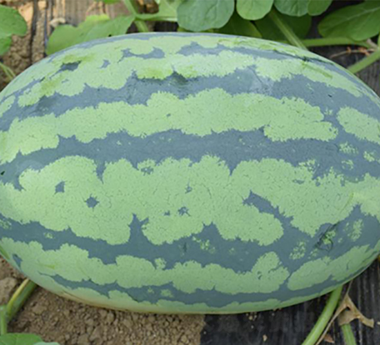 �����-���ϷN��-���y�ϲ�