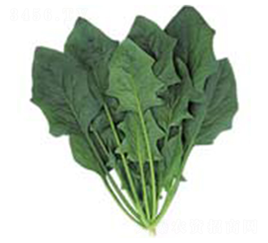 ��������-���˷N��-������