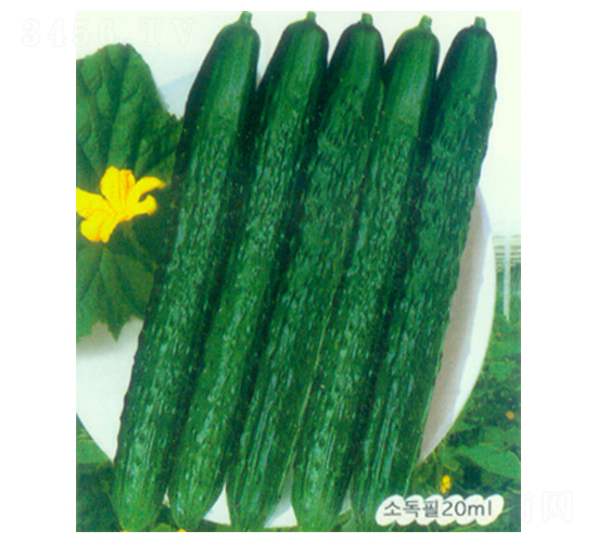 ��ʥһ̖(h��o)-�S�ϷN��-������