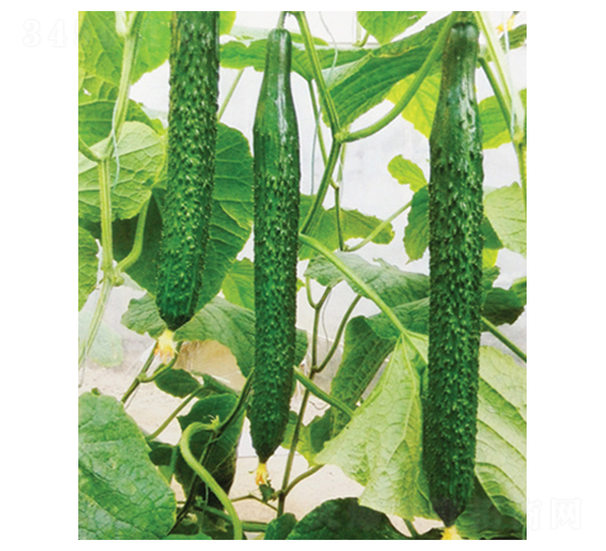 ϲʢ�S��-�S�ϷN��-������