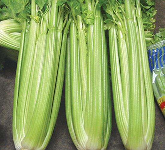 �������-�۲˷N��-������