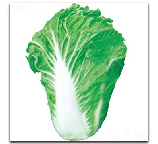 早熟五號(hào)-白菜種子-勿忘農(nóng)