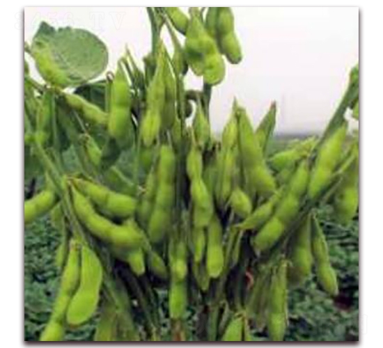 ����5̖-�󶹷N��-�����r(n��ng)