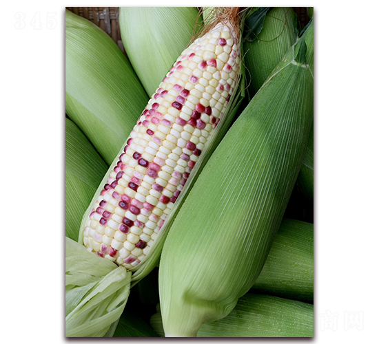 ����Ŵ16̖-���׷N��-�����r(n��ng)