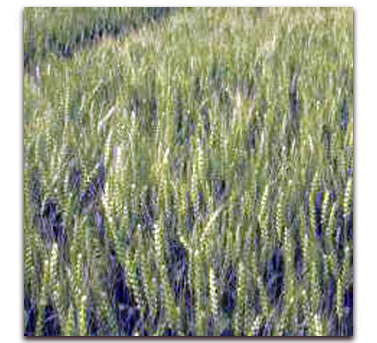 揚麥18-小麥種子-勿忘農(nóng)