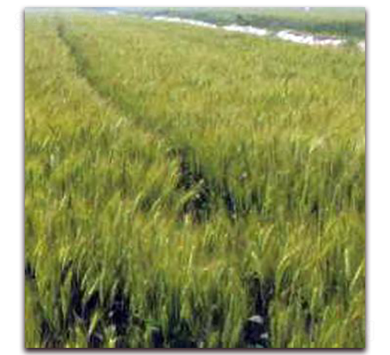 �P��20-С���N��-�����r(n��ng)