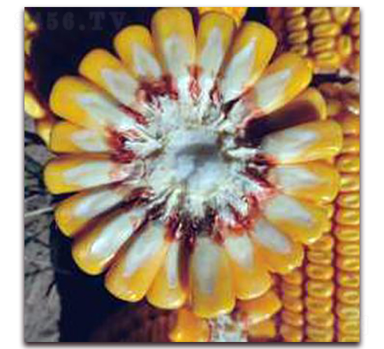 登海605-玉米種子-勿忘農(nóng)