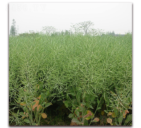 浙油51-油菜種子-勿忘農(nóng)