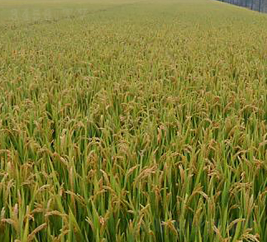 嘉67-水稻種子-勿忘農(nóng)