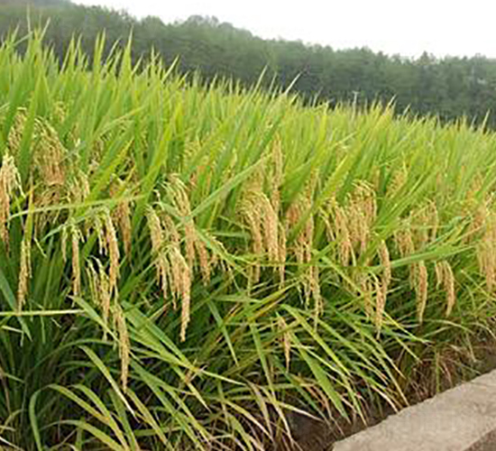 華浙優(yōu)1號-水稻種子-勿忘農(nóng)