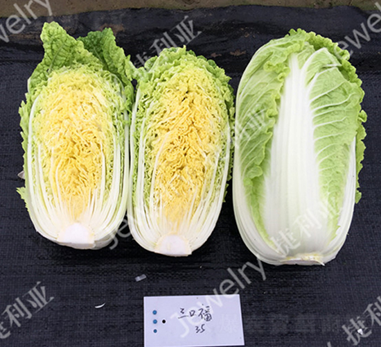 三口福-白菜種子-捷利亞