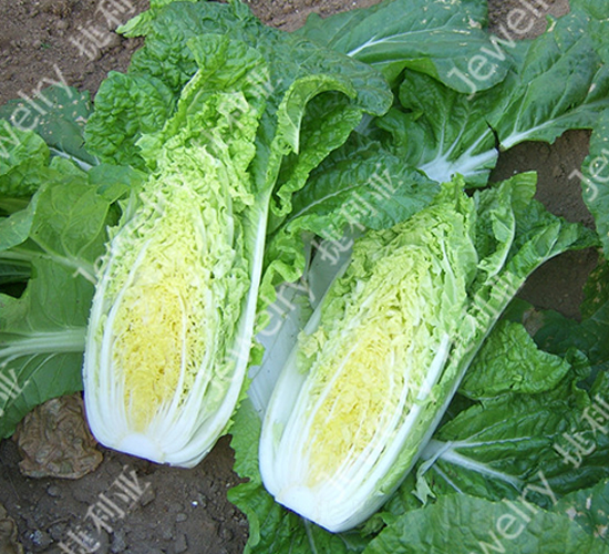 ������2̖-�ײ˷N��-������