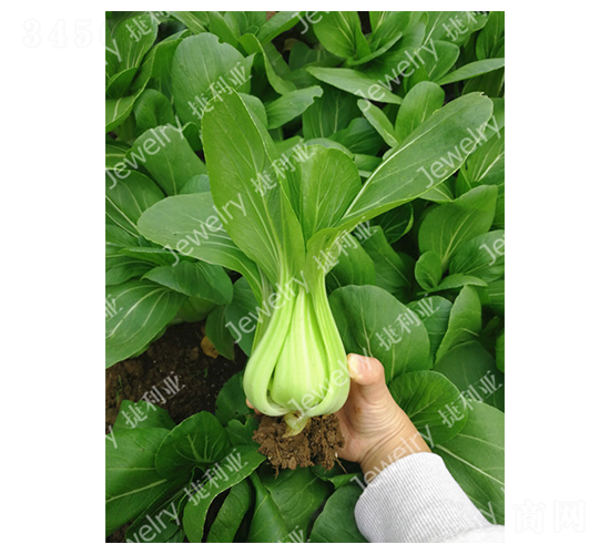 ����G157-�๣�˷N��-������