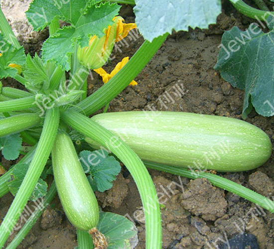 ����2̖-�����J�N��-������