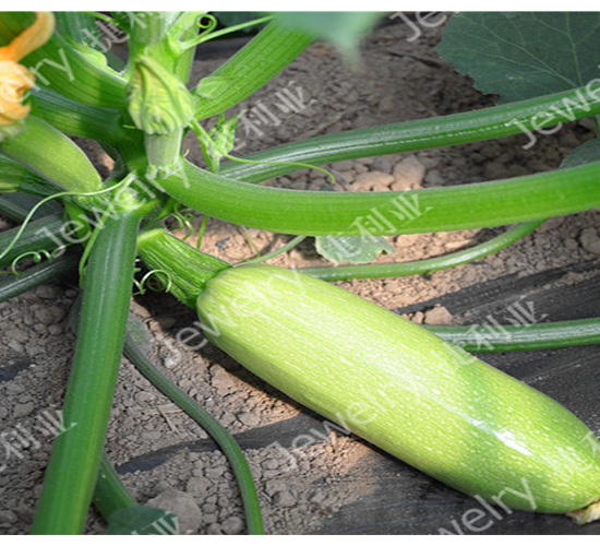 ����147-�����J�N��-������