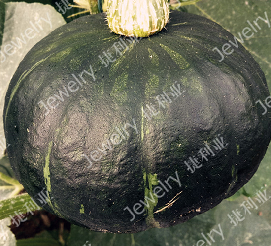 ����50-�ϹϷN��-������