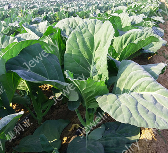 �݌�14-���{(l��n)�N��-������