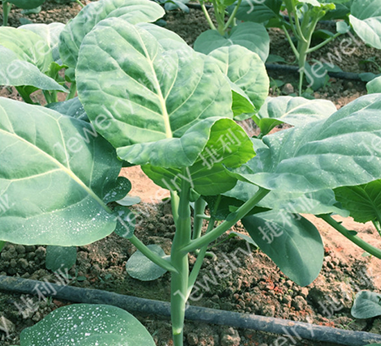 �݌�5̖-���{�N��-������