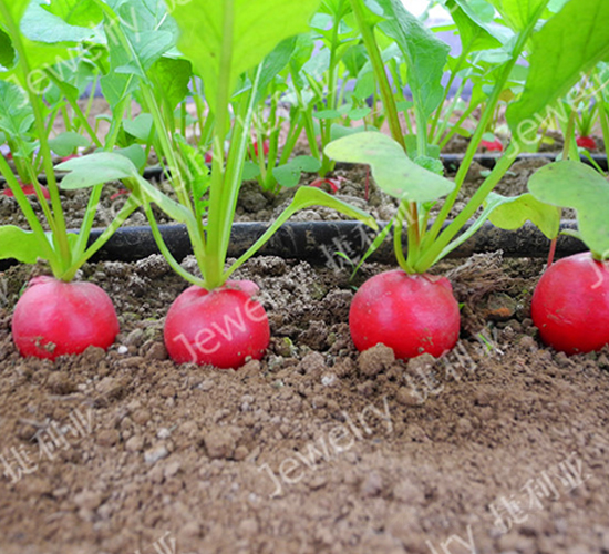 ����(y��u)5̖-�����}���N��-������