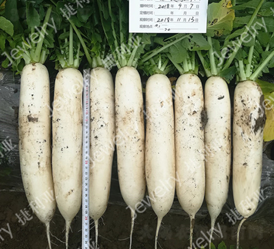 ������709-�}���N��-������