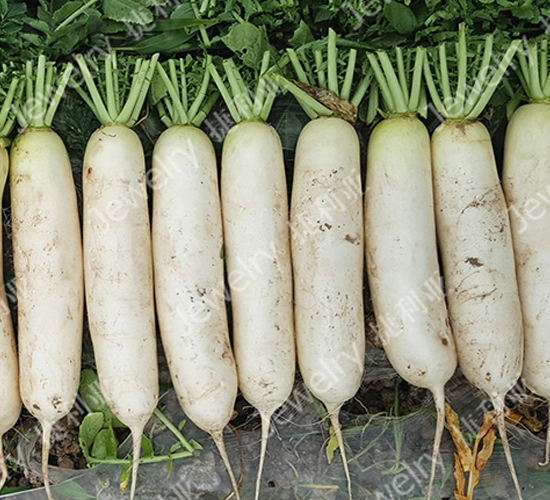 ������1615-�}���N��-������