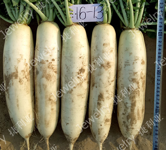 ������1613-�}���N��-������