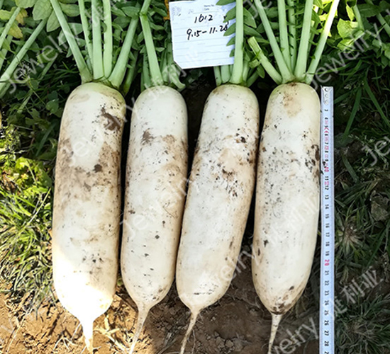 ������1612-�}���N��-������