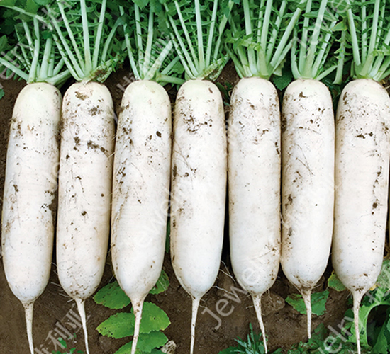 CR捷如春4號-蘿卜種子-捷利亞