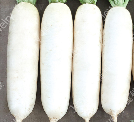 CR捷如春2號(hào)-蘿卜種子-捷利亞