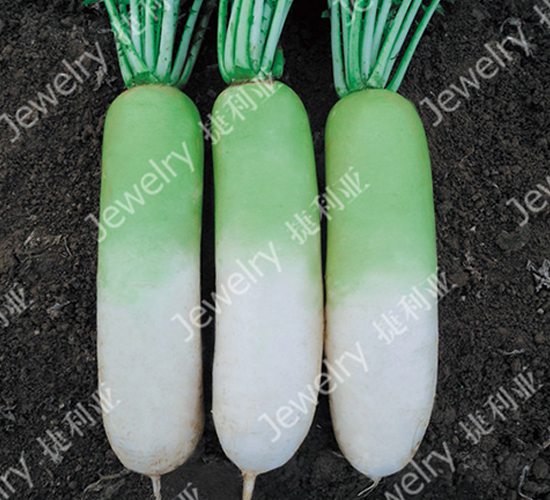 秀綠1442-蘿卜種子-捷利亞