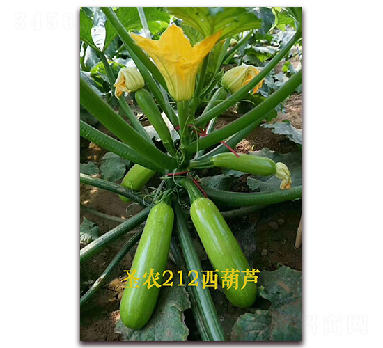 ʥ�r(n��ng)212�����J-�����J�N��-ʥ�r(n��ng)�߿�