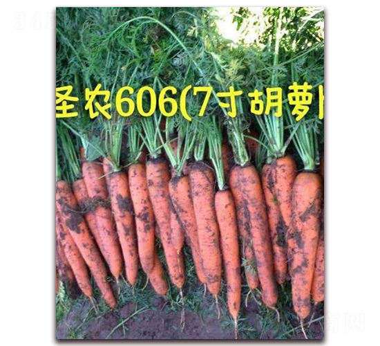 ʥ�r(n��ng)���}��606-���}���N��-ʥ�r(n��ng)�߿�