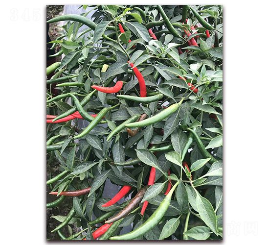 ʥ�r(n��ng)�t��ʯ10̖(h��o)���콷-���콷�N��-ʥ�r(n��ng)�߿�