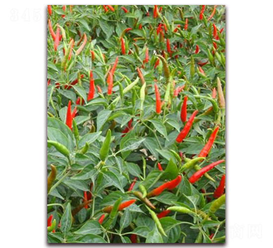 ʥ�r(n��ng)�t��ʯ03���콷-���콷�N��-ʥ�r(n��ng)�߿�