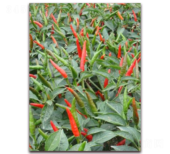 ʥ�r(n��ng)�t��ʯ02���콷-���콷�N��-ʥ�r(n��ng)�߿�