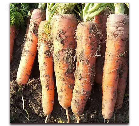 Ҽ���ȼt-�}���N��-����N��