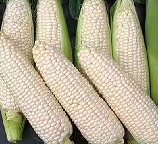 天糯2000-糯玉米種子-天瑞種子