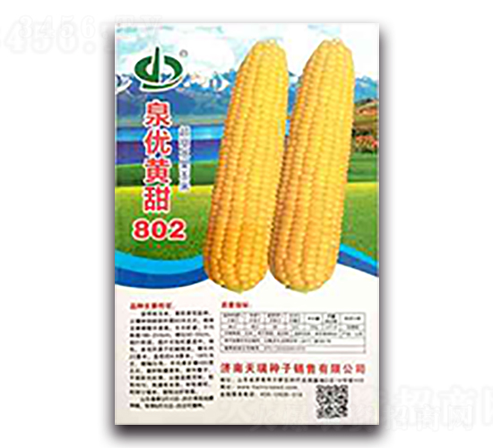 泉優(yōu)黃甜802-糯玉米種子-天瑞種子