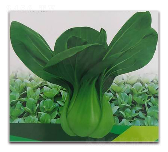 �A��-�๣�˷N��-����N��