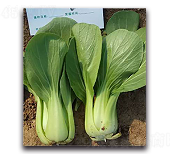 �A��-�๣�˷N��-����N��