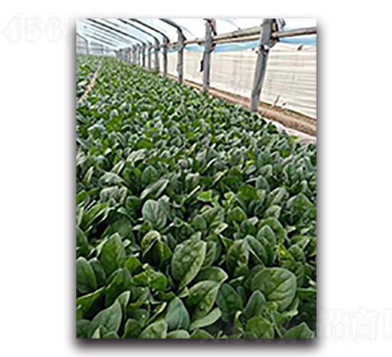 喜來樂-菠菜種子-天瑞種子