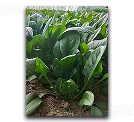 名泉2018-菠菜種子-天瑞種子