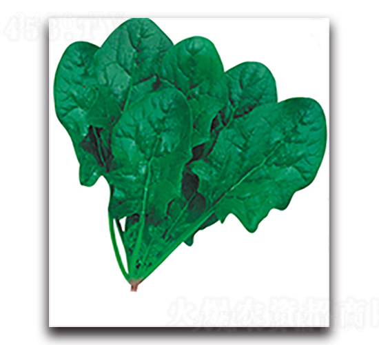 紅紅火火-菠菜種子-天瑞種子